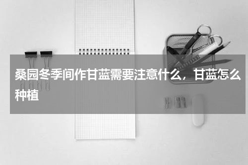 桑园冬季间作甘蓝需要注意什么，甘蓝怎么种植