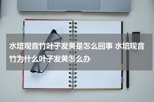 水培观音竹叶子发黄是怎么回事 水培观音竹为什么叶子发黄怎么办