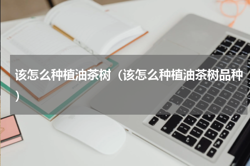 该怎么种植油茶树（该怎么种植油茶树品种）