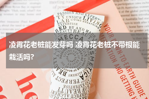 凌霄花老桩能发芽吗 凌霄花老桩不带根能栽活吗?