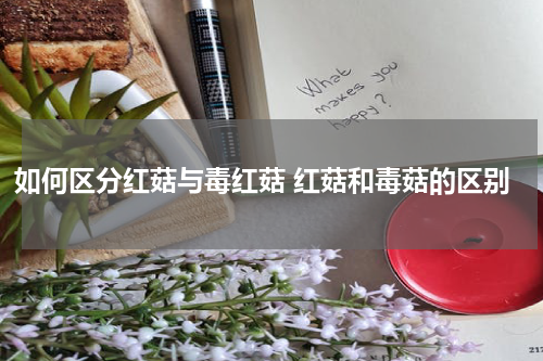 如何区分红菇与毒红菇 红菇和毒菇的区别