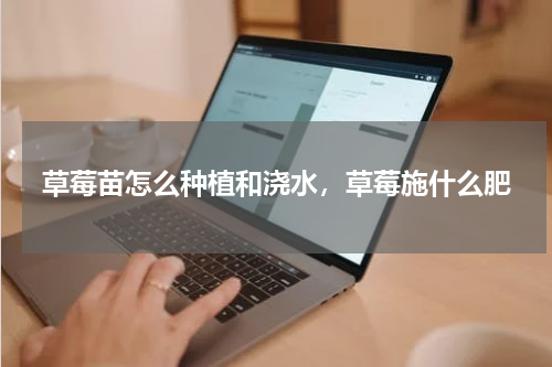 草莓苗怎么种植和浇水,草莓施什么肥