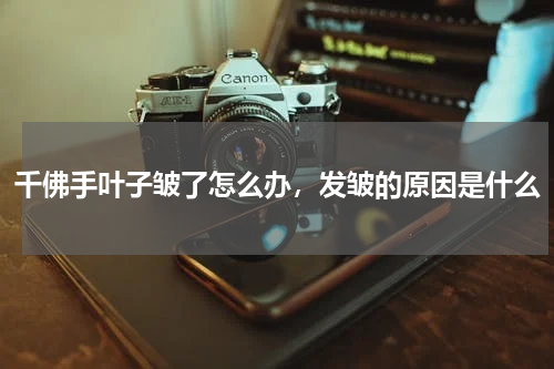 千佛手叶子皱了怎么办，发皱的原因是什么