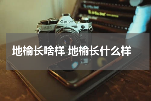 地榆长啥样 地榆长什么样