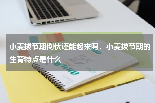 小麦拔节期倒伏还能起来吗，小麦拔节期的生育特点是什么