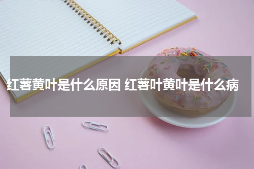 红薯黄叶是什么原因 红薯叶黄叶是什么病