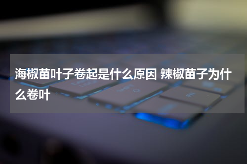 海椒苗叶子卷起是什么原因 辣椒苗子为什么卷叶