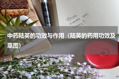 中药陆英的功效与作用（陆英的药用功效及草图）