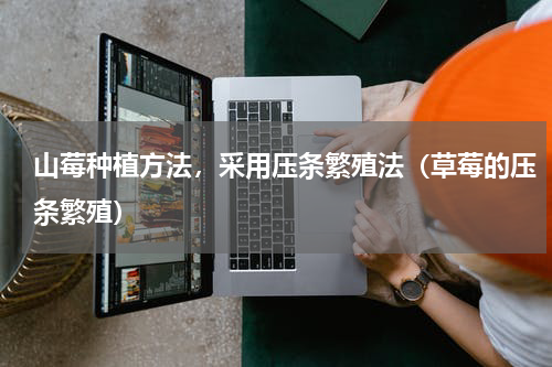 山莓种植方法，采用压条繁殖法（草莓的压条繁殖）