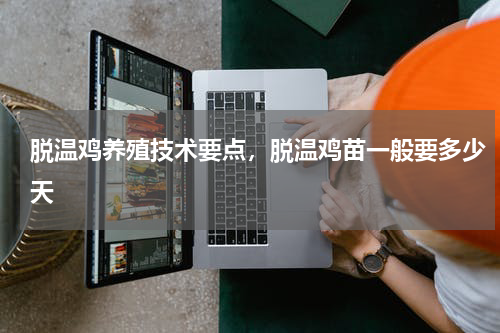 脱温鸡养殖技术要点,脱温鸡苗一般要多少天