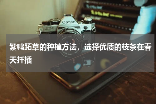 紫鸭跖草的种植方法，选择优质的枝条在春天扦插