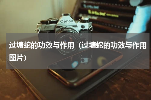 过塘蛇的功效与作用（过塘蛇的功效与作用图片）